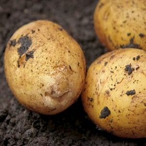 Mid-season unpretentious potato variety Arizona: description of the variety, advantages and disadvantages
