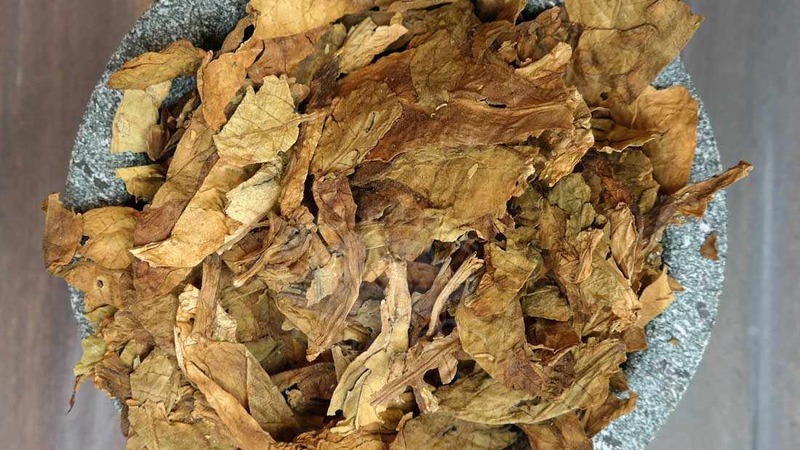 Growing Turkish tobacco from seeds: instructions for beginners, features of the variety