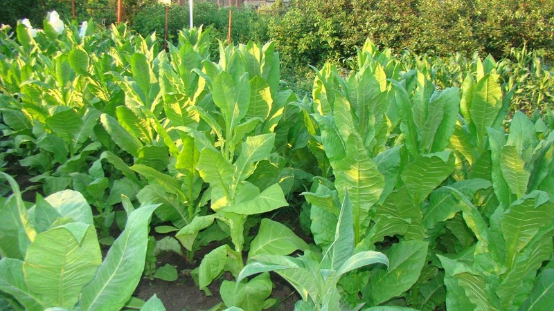 Growing Turkish tobacco from seeds: instructions for beginners, features of the variety