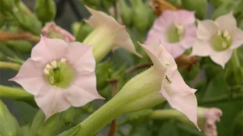 Growing Turkish tobacco from seeds: instructions for beginners, features of the variety