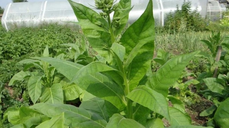 Growing Turkish tobacco from seeds: instructions for beginners, features of the variety