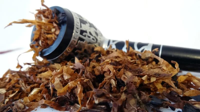 Growing Turkish tobacco from seeds: instructions for beginners, features of the variety