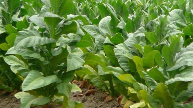 Growing Turkish tobacco from seeds: instructions for beginners, features of the variety