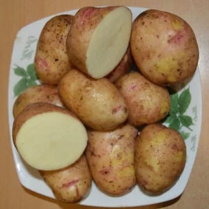 Domestic potato variety Aurora for a rich, tasty harvest