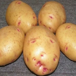 Domestic potato variety Aurora for a rich, tasty harvest