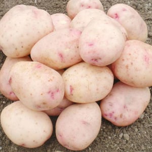 Domestic potato variety Aurora for a rich, tasty harvest