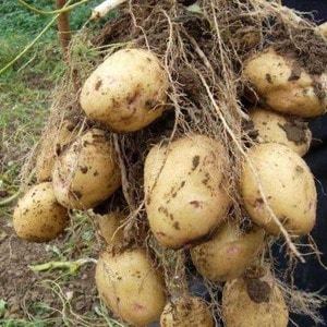 Domestic potato variety Aurora for a rich, tasty harvest