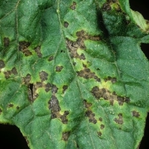 What diseases of peppers exist in a greenhouse: photos and treatment methods