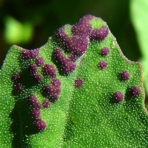 What diseases of peppers exist in a greenhouse: photos and treatment methods