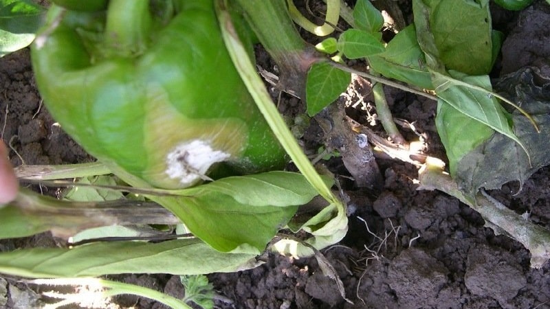 What diseases of peppers exist in a greenhouse: photos and treatment methods