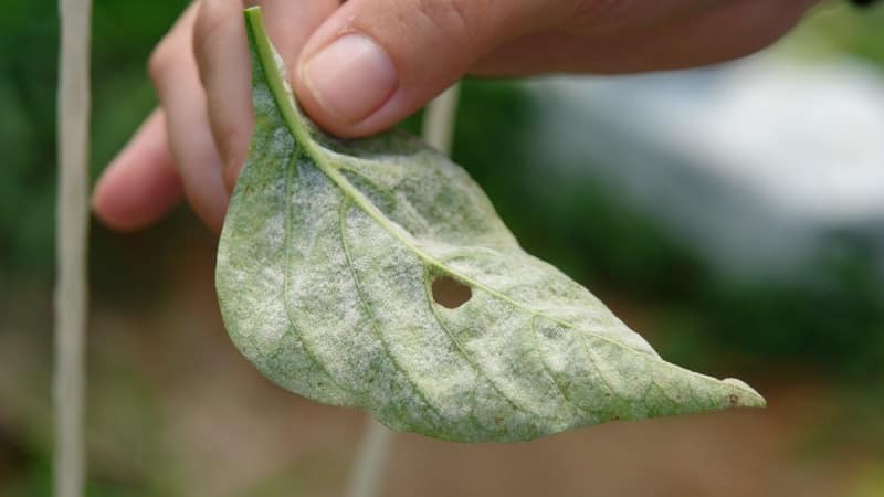 What diseases of peppers exist in a greenhouse: photos and treatment methods