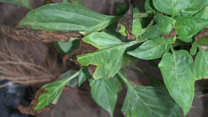 What diseases of peppers exist in a greenhouse: photos and treatment methods