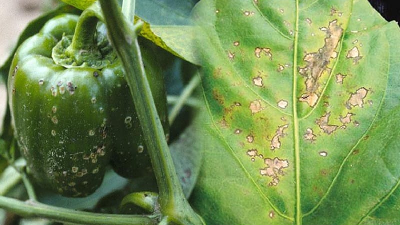 What diseases of peppers exist in a greenhouse: photos and treatment methods