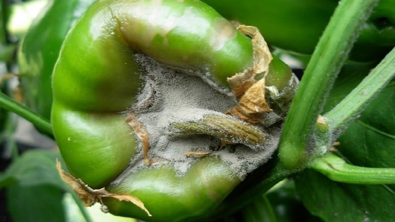 What diseases of peppers exist in a greenhouse: photos and treatment methods
