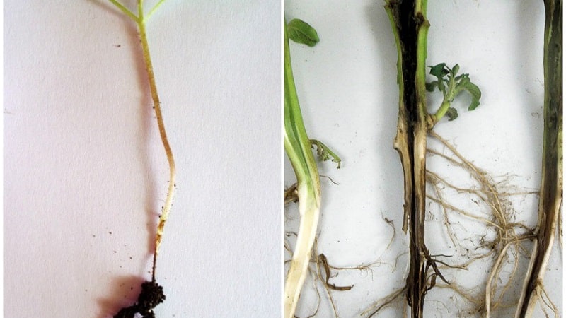What diseases of peppers exist in a greenhouse: photos and treatment methods