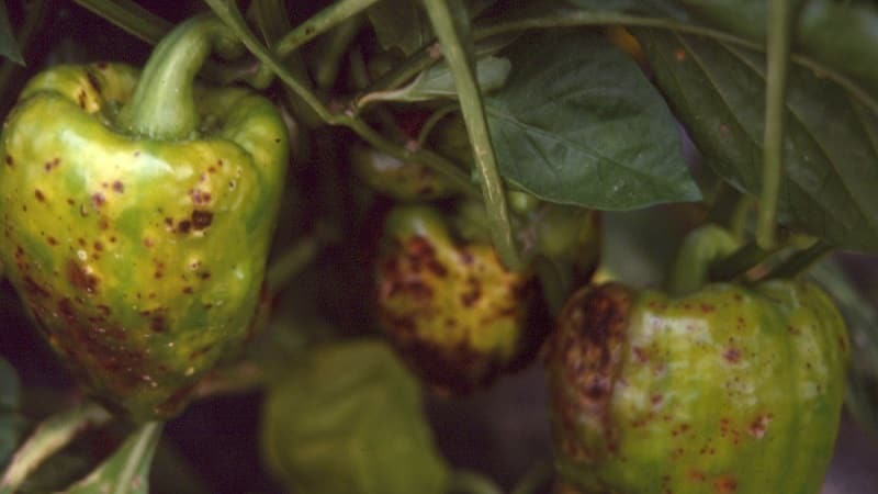 What diseases of peppers exist in a greenhouse: photos and treatment methods