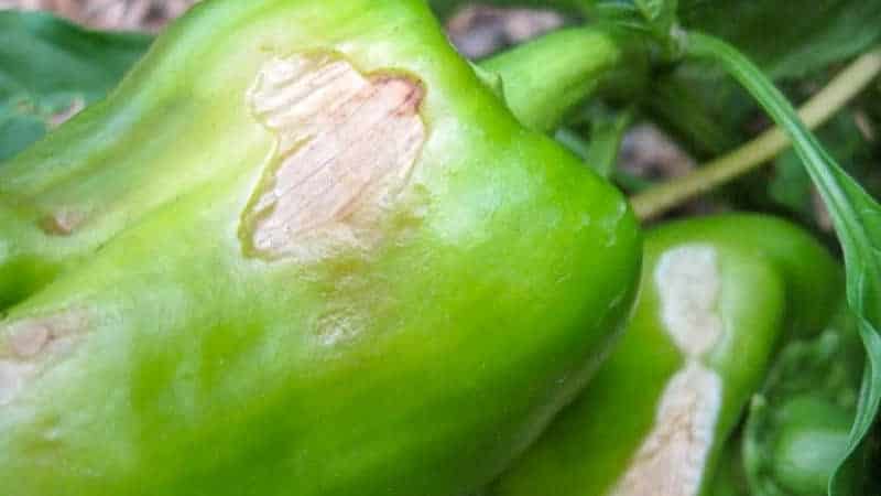 What diseases of peppers exist in a greenhouse: photos and treatment methods