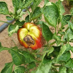 What diseases of peppers exist in a greenhouse: photos and treatment methods