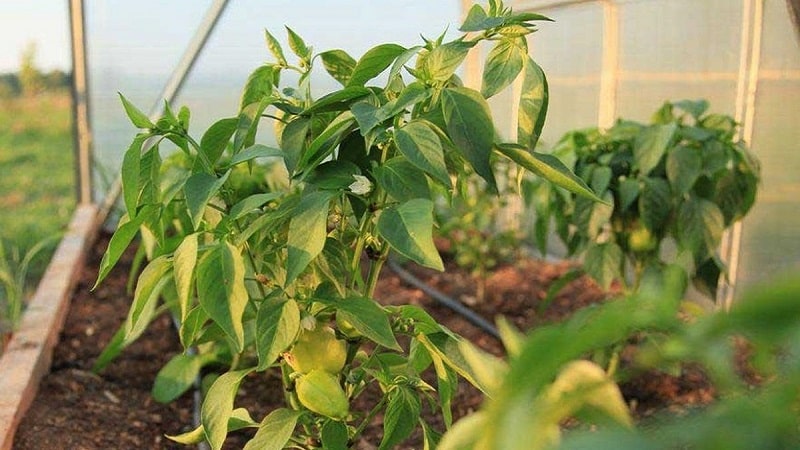 What diseases of peppers exist in a greenhouse: photos and treatment methods