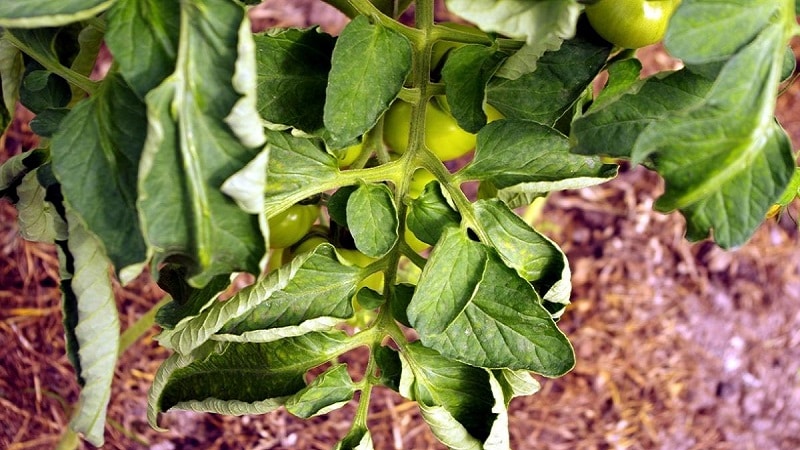 What diseases of peppers exist in a greenhouse: photos and treatment methods