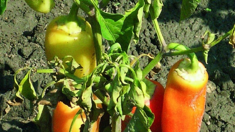 What diseases of peppers exist in a greenhouse: photos and treatment methods