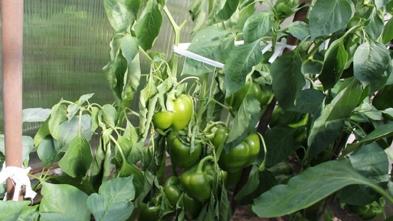 What diseases of peppers exist in a greenhouse: photos and treatment methods