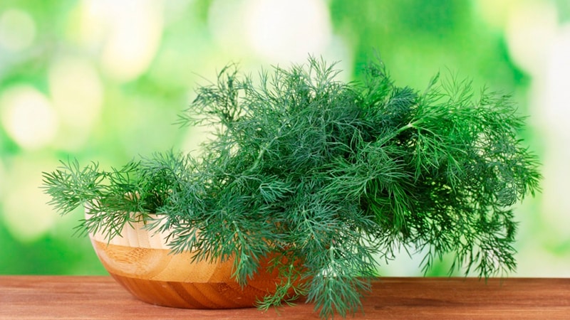Can pregnant women eat dill: harm and benefits for the expectant mother and child