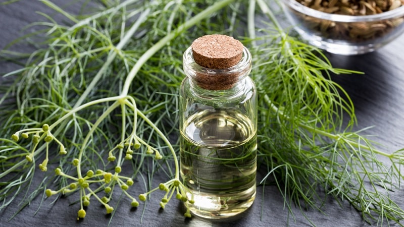 Can pregnant women eat dill: harm and benefits for the expectant mother and child