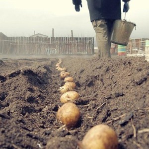 Early maturing table potato variety Vega