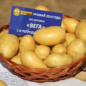 Early maturing table potato variety Vega
