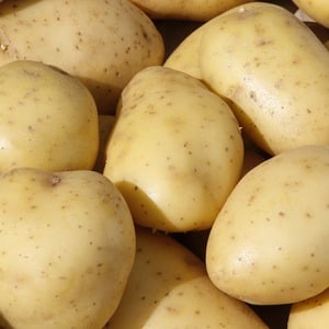 Early maturing table potato variety Vega