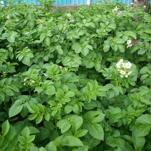 Early maturing table potato variety Vega