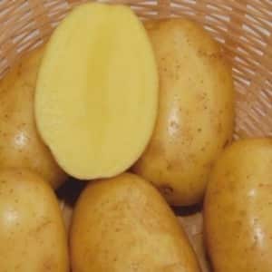 Early maturing table potato variety Vega