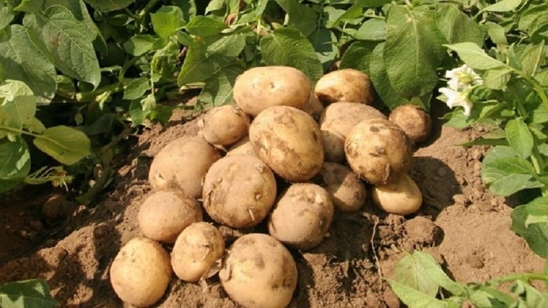 Unpretentious to grow and highly productive potato variety El Mundo