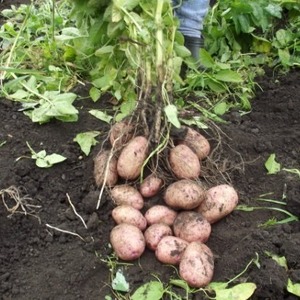 Disease-resistant table potato variety Kurazh from Holland