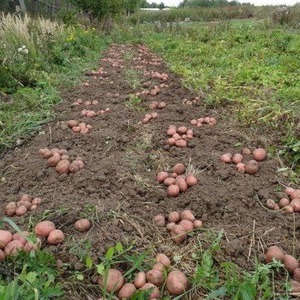 Disease-resistant table potato variety Kurazh from Holland
