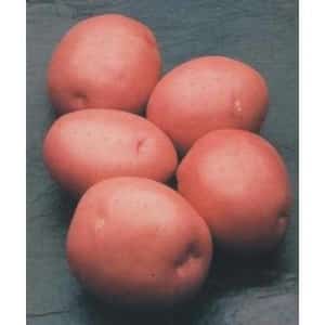 Disease-resistant table potato variety Kurazh from Holland
