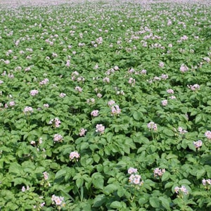 Disease-resistant table potato variety Kurazh from Holland