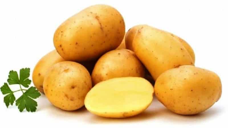 The Lasunok potato variety, beloved by farmers for its ease of care and productivity