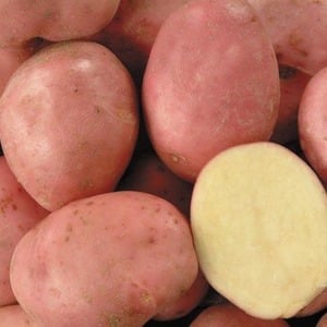 A promising, unpretentious and productive Desiree potato variety from Dutch breeders