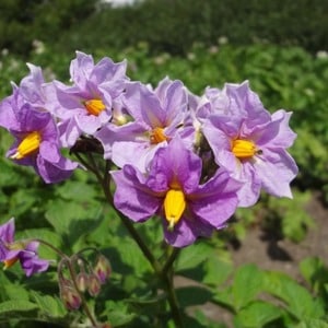 A promising, unpretentious and productive Desiree potato variety from Dutch breeders