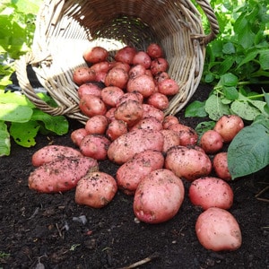 A promising, unpretentious and productive Desiree potato variety from Dutch breeders
