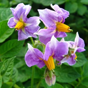 A promising, unpretentious and productive Desiree potato variety from Dutch breeders