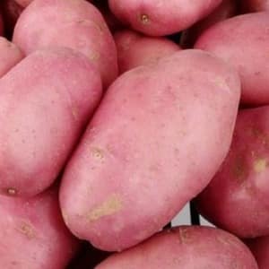 A promising, unpretentious and productive Desiree potato variety from Dutch breeders