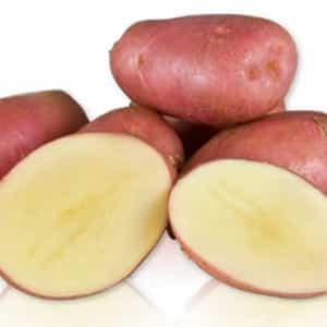 A promising, unpretentious and productive Desiree potato variety from Dutch breeders