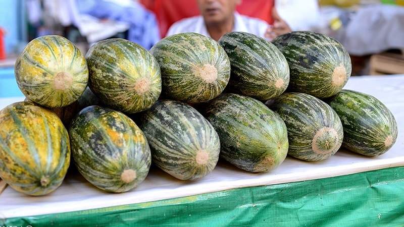 Fragrant and tasty Hasanka melon: how to choose and grow on your own plot