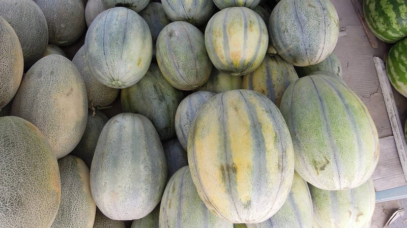Fragrant and tasty Hasanka melon: how to choose and grow on your own plot