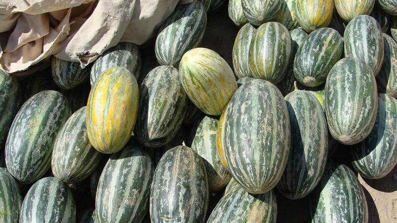 Fragrant and tasty Hasanka melon: how to choose and grow on your own plot