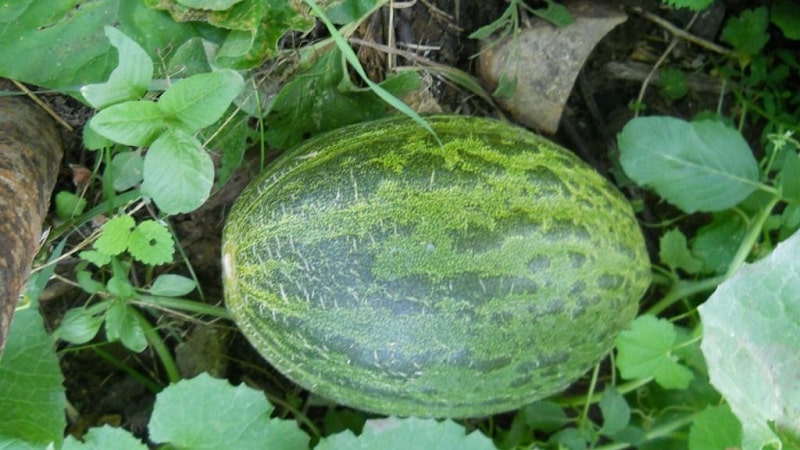 Fragrant and tasty Hasanka melon: how to choose and grow on your own plot