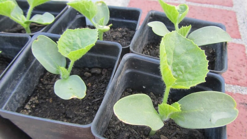 Fragrant and tasty Hasanka melon: how to choose and grow on your own plot